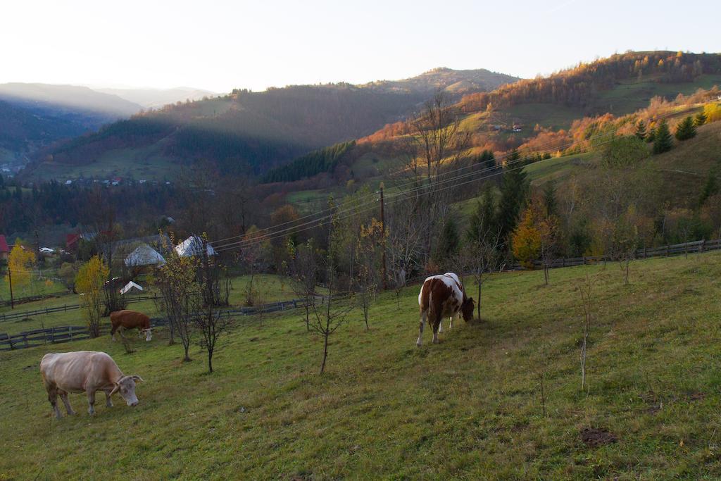 Kings Valley - Sunny Botesti Cîmpeni Zewnętrze zdjęcie